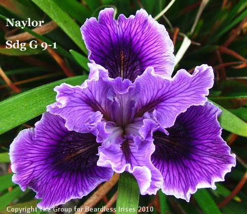 Naylor Sdg G 9-1 (2)